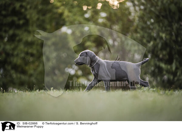 Weimaraner Puppy / SIB-02866