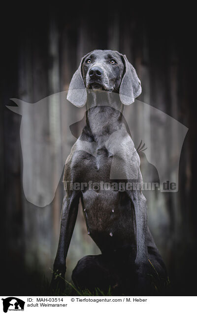 adult Weimaraner / MAH-03514