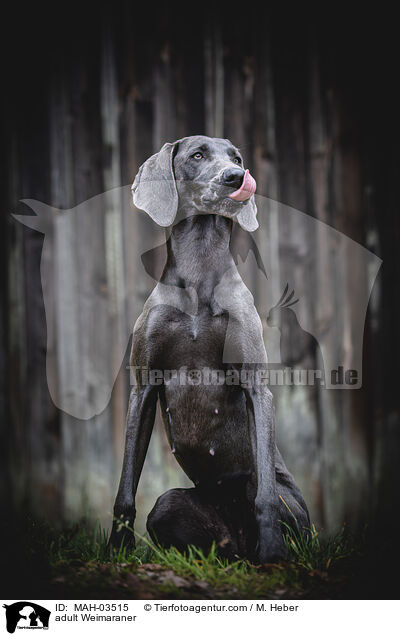adult Weimaraner / MAH-03515