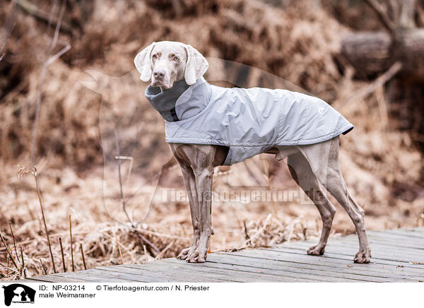 Weimaraner Rde / male Weimaraner / NP-03214
