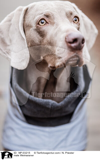 Weimaraner Rde / male Weimaraner / NP-03215