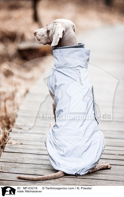 Weimaraner Rde / male Weimaraner / NP-03216
