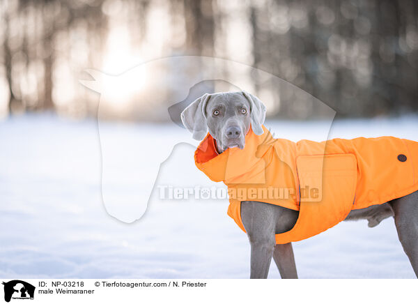Weimaraner Rde / male Weimaraner / NP-03218