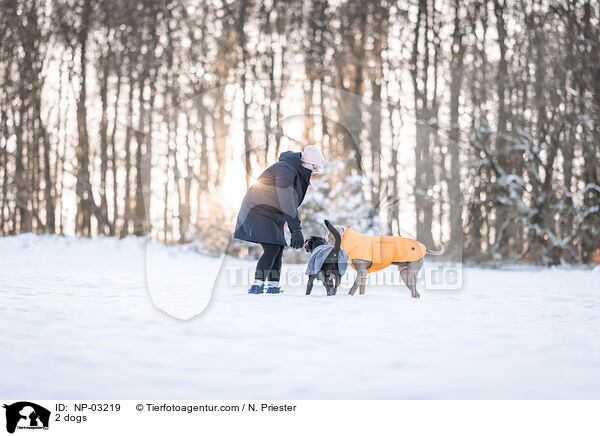 2 Hunde / 2 dogs / NP-03219