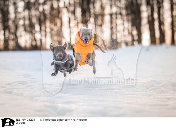 2 dogs / NP-03237