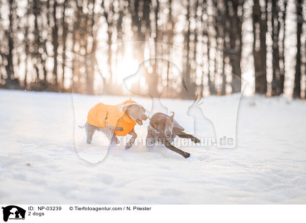 2 Hunde / 2 dogs / NP-03239