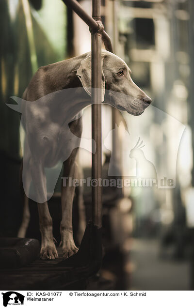 Weimaraner / Weimaraner / KAS-01077