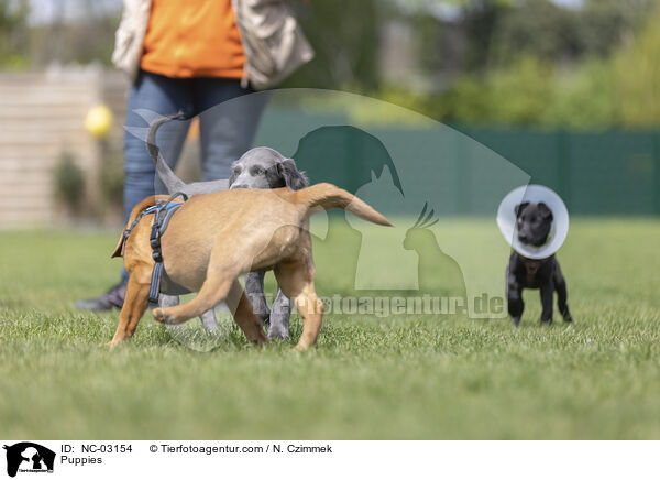 Welpen / Puppies / NC-03154