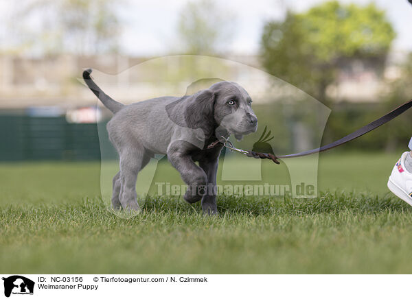 Weimaraner Welpe / Weimaraner Puppy / NC-03156