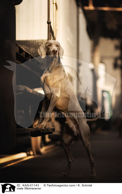 Weimaraner Rde / male Weimaraner / KAS-01143