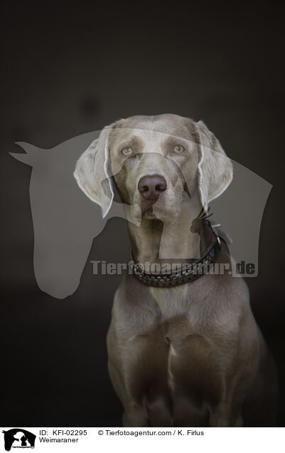 Weimaraner / KFI-02295