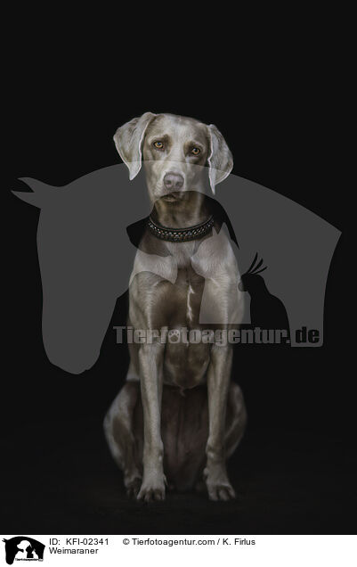 Weimaraner / Weimaraner / KFI-02341