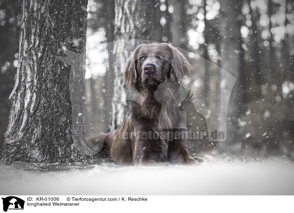 longhaired Weimaraner / KR-01006