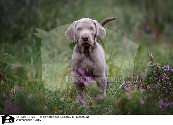 Weimaraner Welpe / Weimaraner Puppy / MM-02127