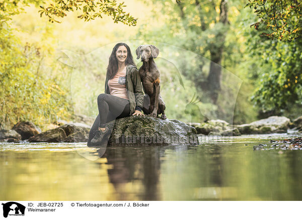 Weimaraner / Weimaraner / JEB-02725