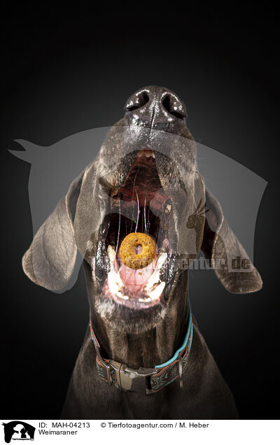 Weimaraner / Weimaraner / MAH-04213