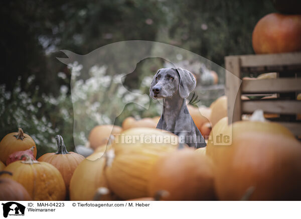 Weimaraner / Weimaraner / MAH-04223