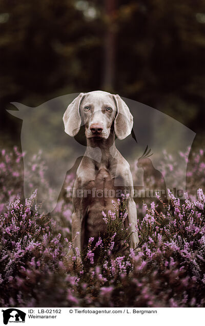Weimaraner / Weimaraner / LB-02162