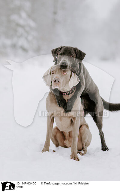 dogs / NP-03450