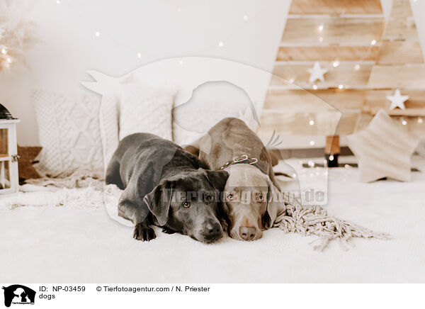 dogs / NP-03459
