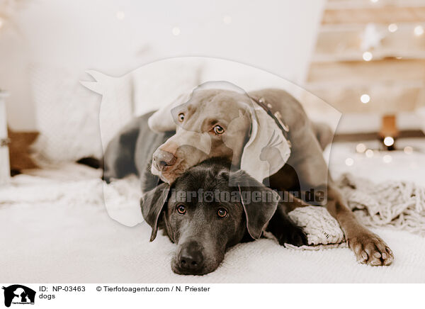 dogs / NP-03463