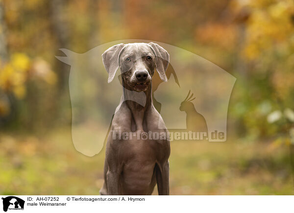 male Weimaraner / AH-07252