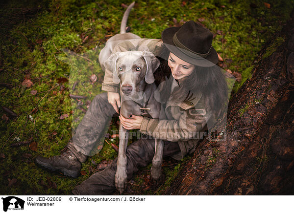 Weimaraner / Weimaraner / JEB-02809