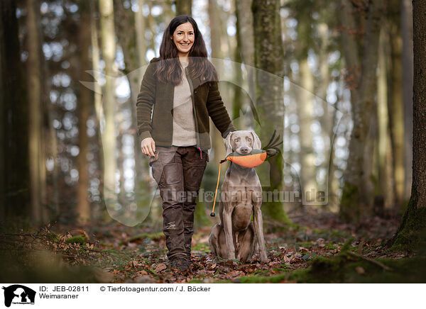 Weimaraner / JEB-02811