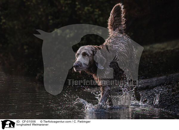 Langhaarweimaraner / longhaired Weimaraner / CF-01006