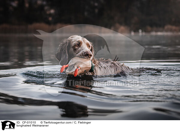 longhaired Weimaraner / CF-01010