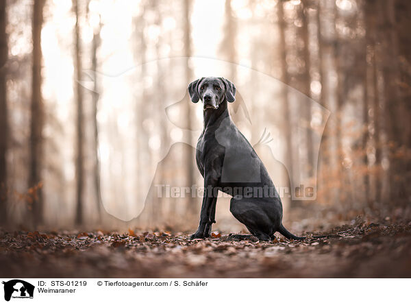 Weimaraner / Weimaraner / STS-01219