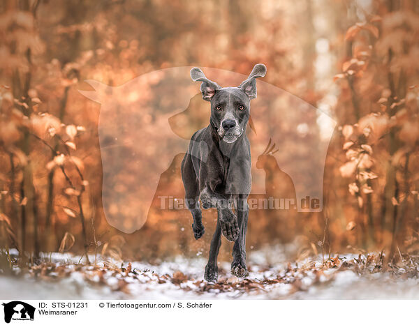 Weimaraner / Weimaraner / STS-01231