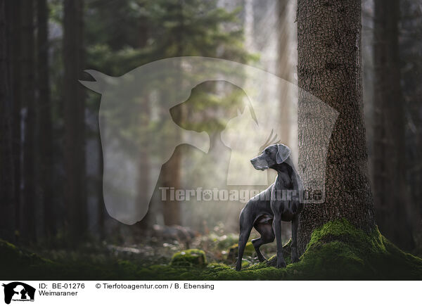 Weimaraner / Weimaraner / BE-01276