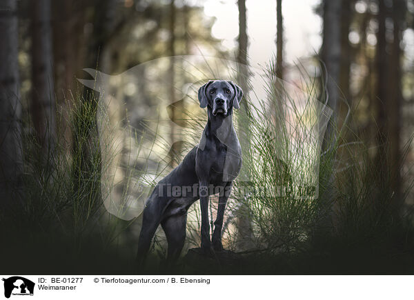 Weimaraner / BE-01277