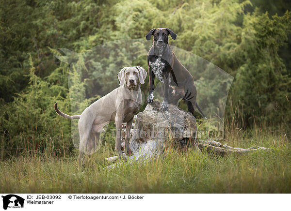 Weimaraner / JEB-03092