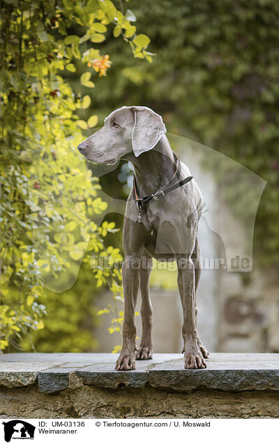 Weimaraner / UM-03136
