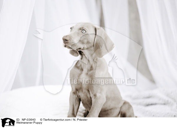 Weimaraner Welpe / Weimaraner Puppy / NP-03640