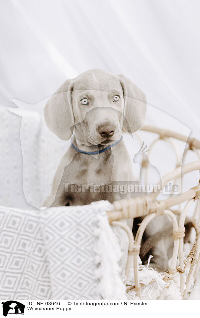 Weimaraner Welpe / Weimaraner Puppy / NP-03646