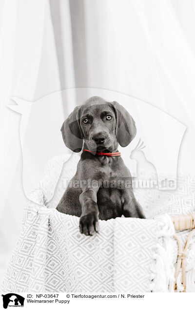 Weimaraner Welpe / Weimaraner Puppy / NP-03647