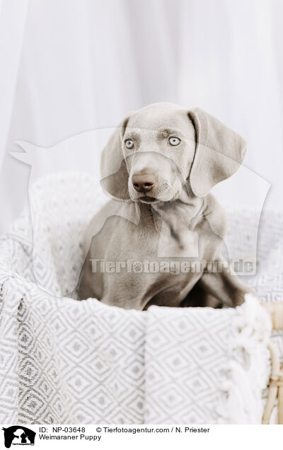 Weimaraner Welpe / Weimaraner Puppy / NP-03648