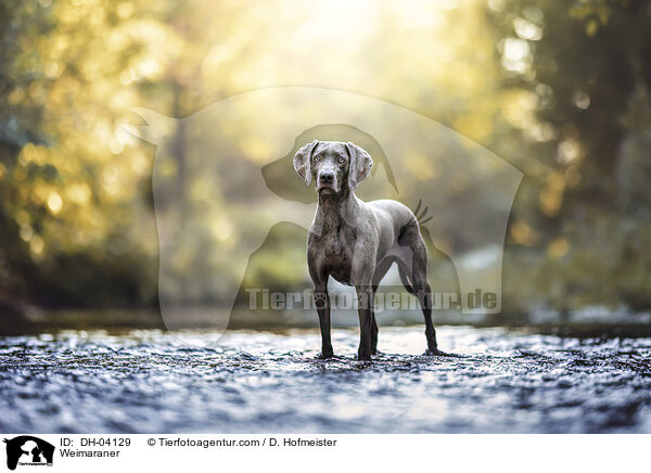 Weimaraner / Weimaraner / DH-04129