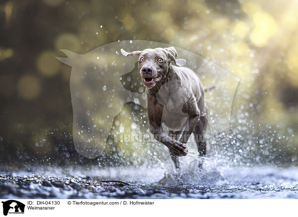 Weimaraner / Weimaraner / DH-04130