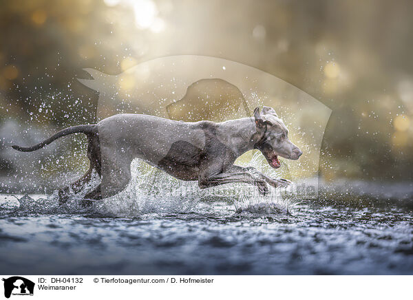 Weimaraner / Weimaraner / DH-04132