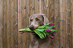 Weimaraner with bucket