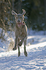 running Weimaraner