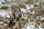 The Knight of the Rose