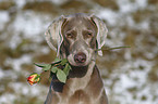 The Knight of the Rose