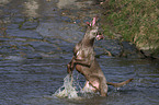 playing Weimaraner
