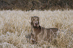 lying Weimaraner