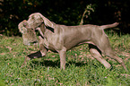 Weimaraner at rabbit hunting
